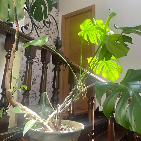 Rural Monterey アパート